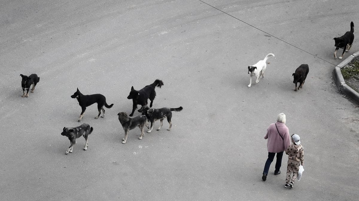 AI-Powered CCTV Analysis System